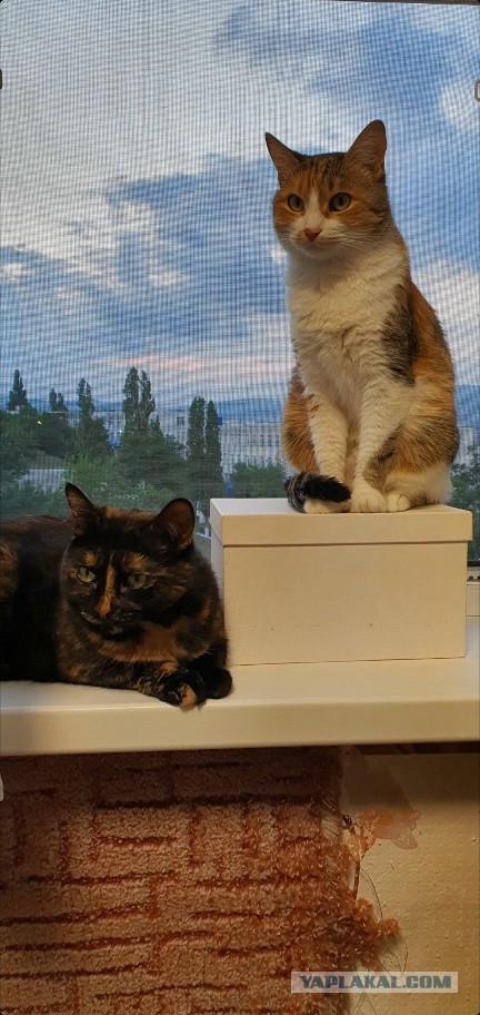 Котовторник! 16+ Коллеги-рабы, отмечаемся, у кого хозяину много лет!