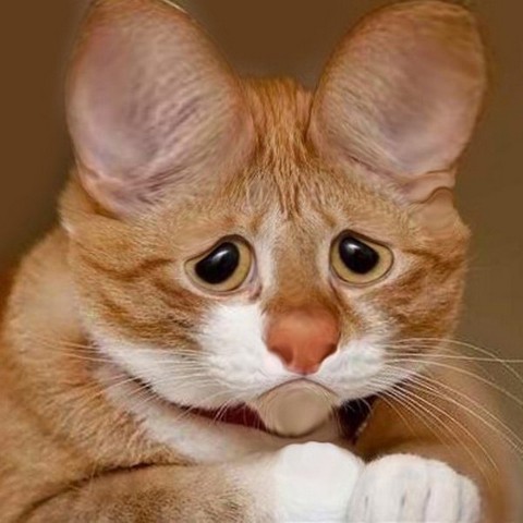 Как задать вопрос Путину на прямой линии в 2023 году... И какой вопрос?