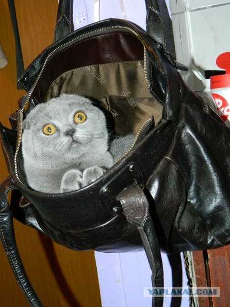 Котовторник  07.05.2013