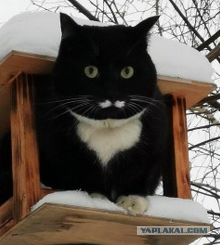 Котовторник уже пришёл?