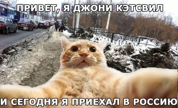 В Хакасии дикий кот решил поближе познакомиться с камерой