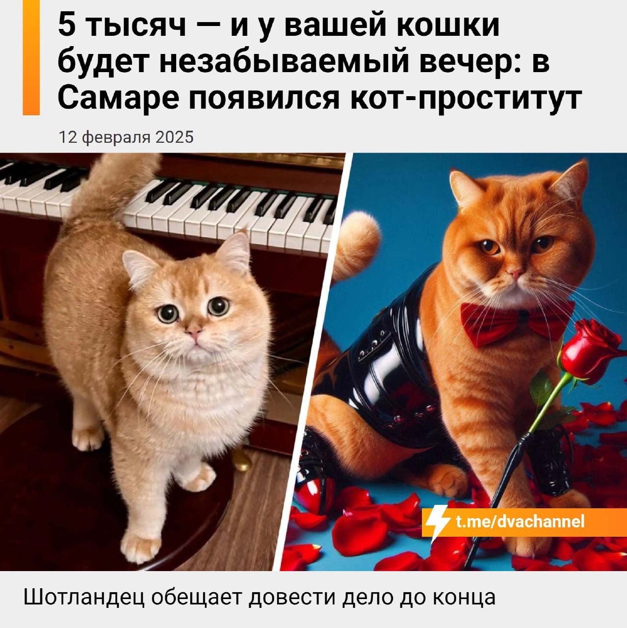 5 тысяч — и у вашей кошки будет незабываемый вечер: в Самаре появился кот-проститут