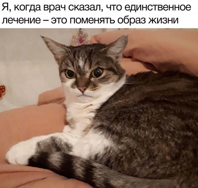 К котовторнику: подборка картинок-баянов с котиками и про котиков. Выпуск 4