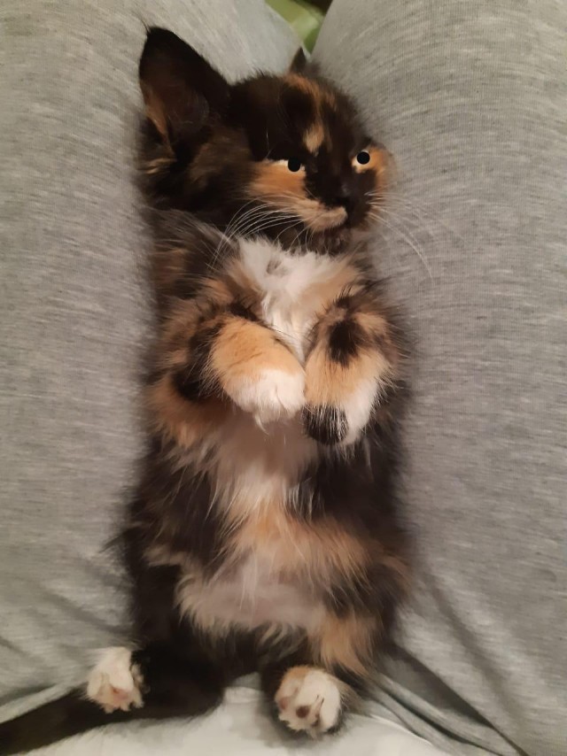 А котовторник уже пришёл?
