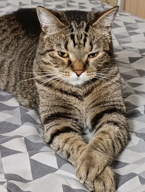 Фотки красивого кота.