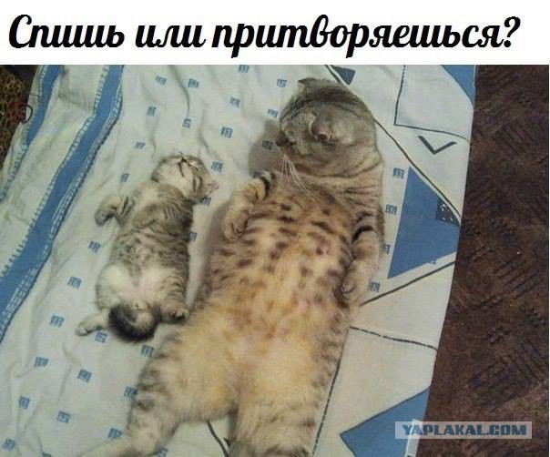 Пусть мама услышит, пусть мама придет - мимишность