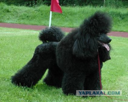 О, my dog