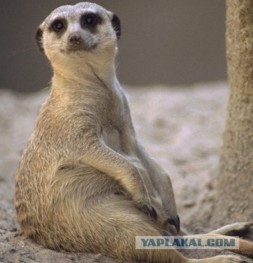 Беркова разделась за машину! Зацени! (18+)