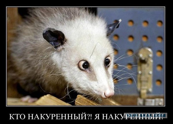 Очередной украинский "Ремба"