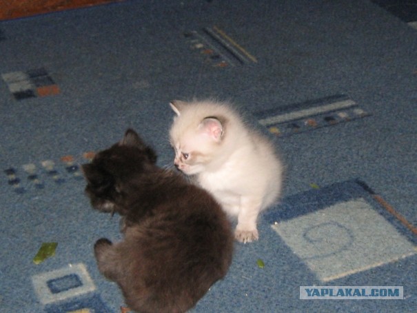 Котовторник 05.03.13