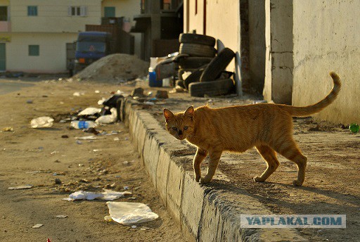 В Египте очень странные коты