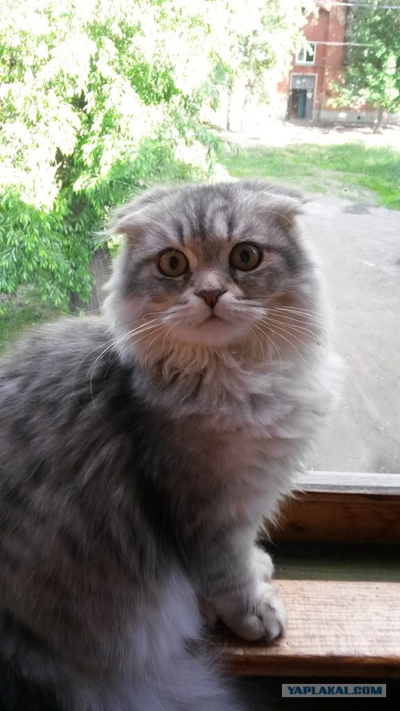 Котовторник  08.07.2014