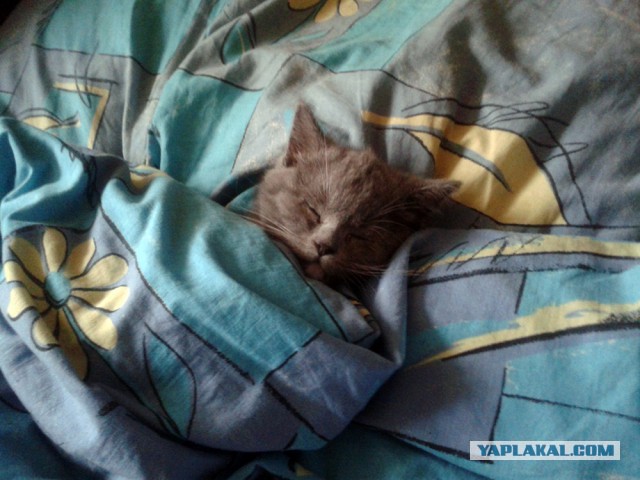А как спит ваш кот?