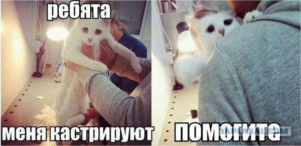 Подборка весёлых картинок