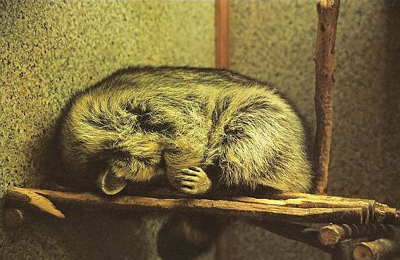 100 самых ценных фотографий енотов