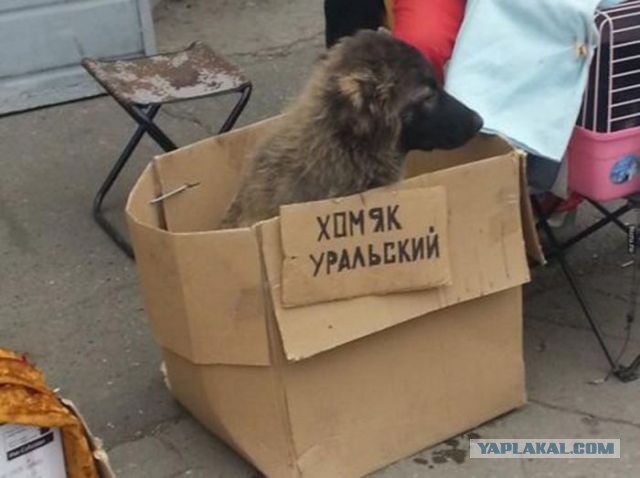 Пошёл в зоомагазин, чтобы купить рыбку