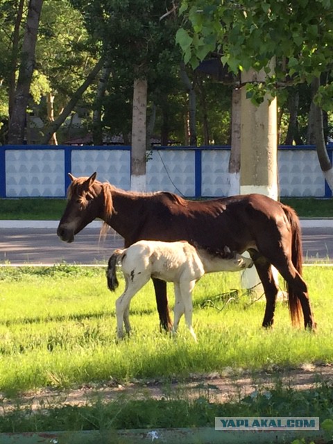 В мире животных