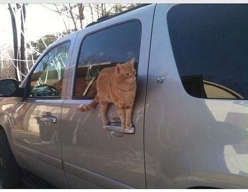 Котовторник