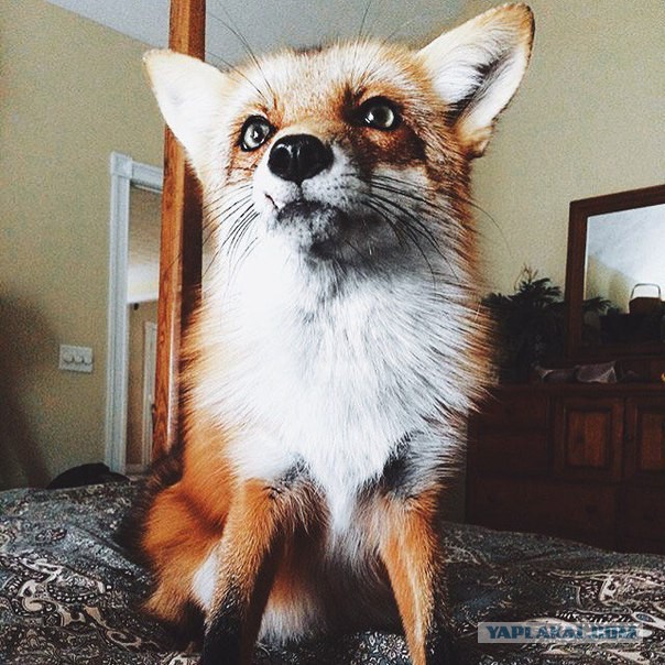 Разные картинки из сети