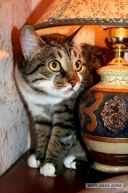 Встреча одноклассников