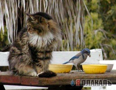 Коты, кошки, котята