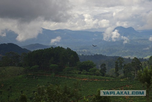 Самостоятельное путешествие в Шри-Ланку