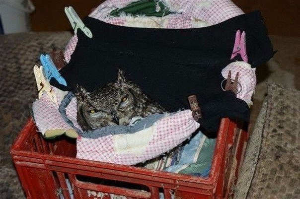 Прикольные животные