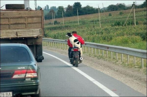Автоюмор