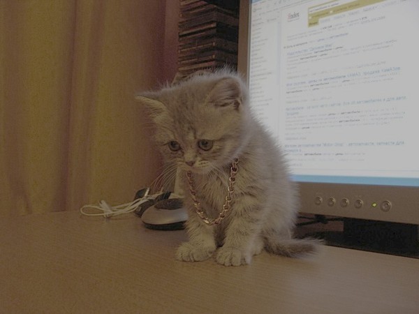 Коты из сети