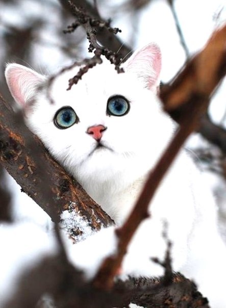 Коты из сети