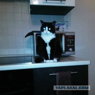 Котовторник 04/04/2017