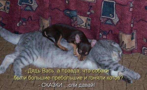 Животные, которые всегда сохраняют безразличие. А точнее - пофигизм