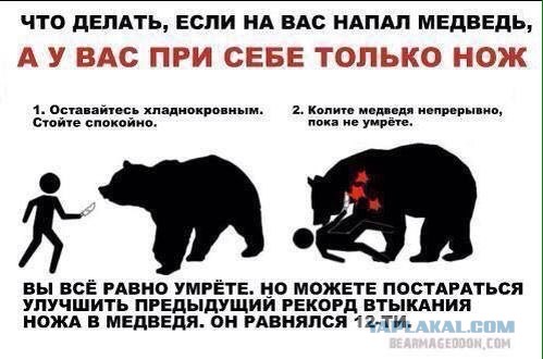 Что делать при встрече с медведем