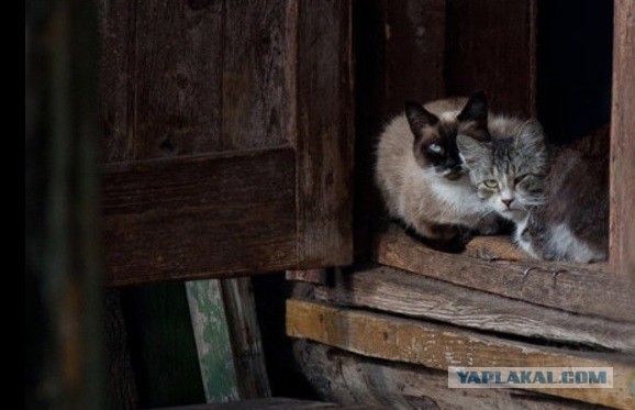 Коты и Кошки