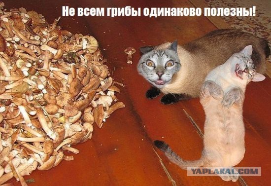 Похоже на какую-то ловушку...