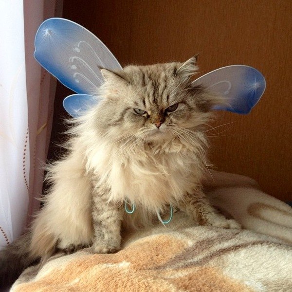 Коты и Кошки
