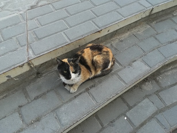 Крымские каникулы. Котовторник