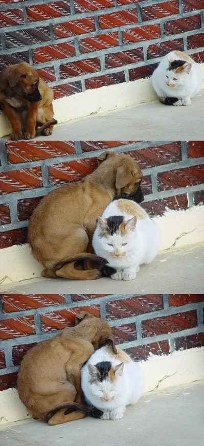 Котомет на вторник (15.04.2008)