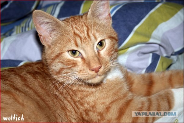 Котовторник: Кошки гаваны и другие!