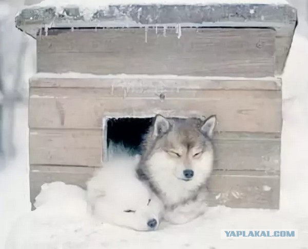 Новая будка