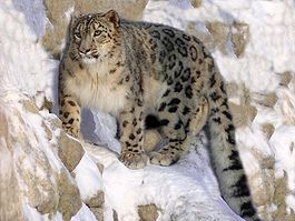 Леопард