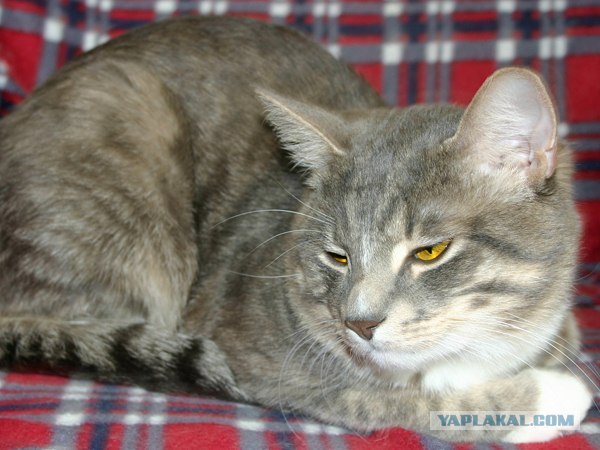 Котовторник стартует