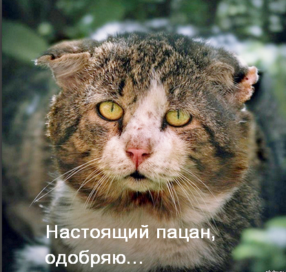 Моя территория, пшелнах