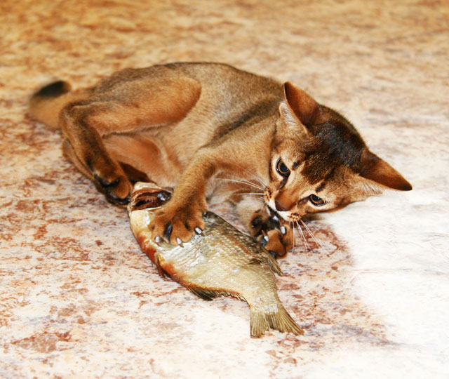 Котовторник  07.06.11