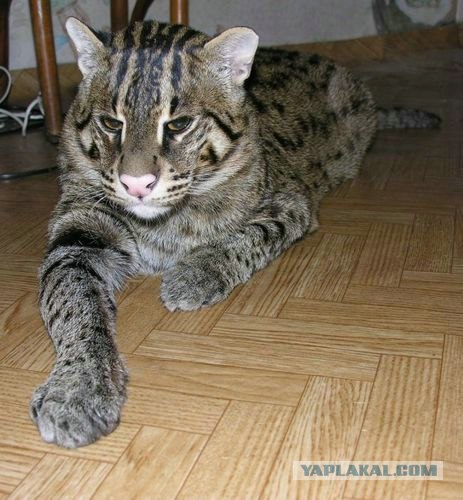 Первый котовторник июля