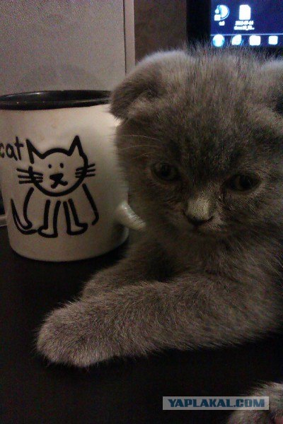 Котовторник  28.08.12