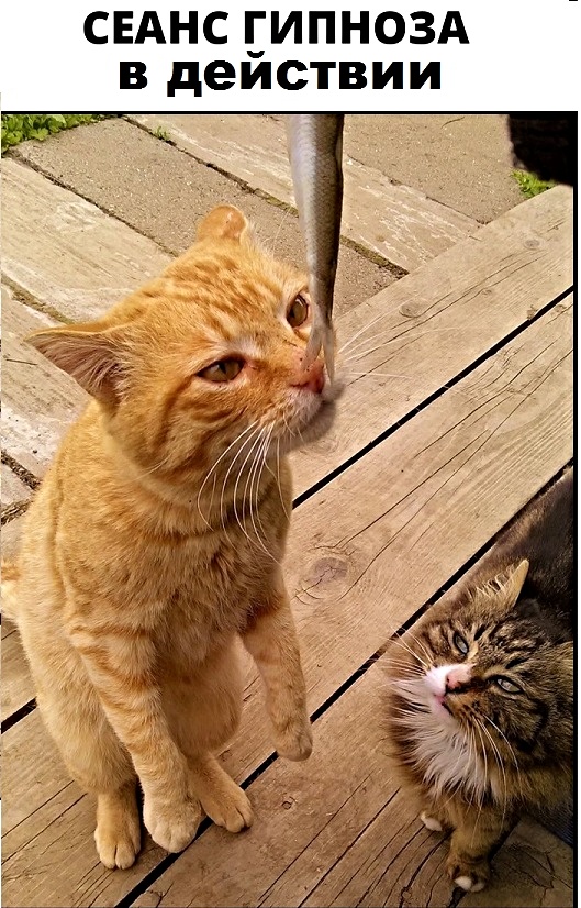 Картинки с котами и про котов