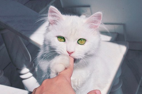Забавные фото котеек
