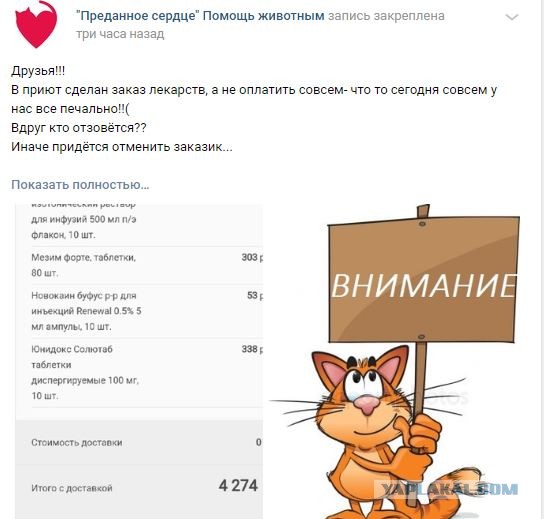 Помогите вернуть кота! Приют "Преданное сердце" украл кота и не отдает!-2