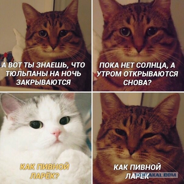 Бредзона 27.01.2020